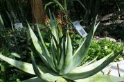 Botanischer Garten (7).jpg