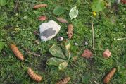 DSC09342.JPG